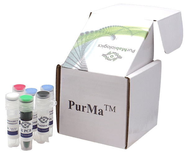 Mycoplasma PCR Detection Kit